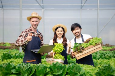 Grup çiftçileri ve kadınlar hidroponik bir sebze bahçesinde, restoranlara ve süpermarketlere teslim edilecek sebzeleri denetliyor ve hasat ediyorlar. Hidrofonik sebze yetiştirme fikri.