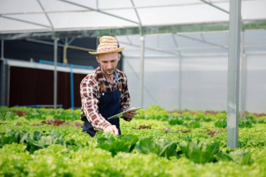 Bir adamın hidrofonik sebze bahçesi var. Restoranlarda, süpermarketlerde, organik sebzelerde toptan hidroponik sebzeler yetiştiriyor. Hidroponik konseptinde sebze yetiştiren yeni nesiller.