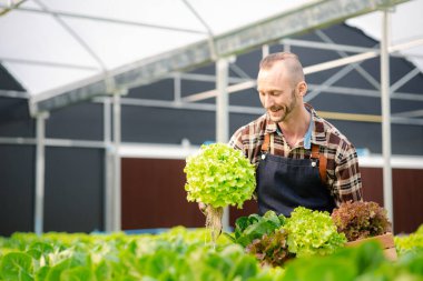 Bir adamın hidrofonik sebze bahçesi var. Restoranlarda, süpermarketlerde, organik sebzelerde toptan hidroponik sebzeler yetiştiriyor. Hidroponik konseptinde sebze yetiştiren yeni nesiller
