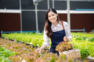 Young woman owns a hydroponic vegetable garden, she grows wholesale hydroponic vegetables in restaurants and supermarkets, organic vegetables. new generations growing vegetables in hydroponics concept