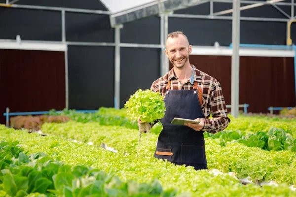 Man Owns Hydroponic Vegetable Garden Grows Wholesale Hydroponic Vegetables Restaurants — Stock Photo, Image