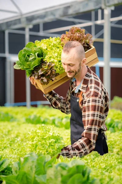 A man owns a hydroponic vegetable garden, he grows wholesale hydroponic vegetables in restaurants and supermarkets, organic vegetables. new generations growing vegetables in hydroponics concept.