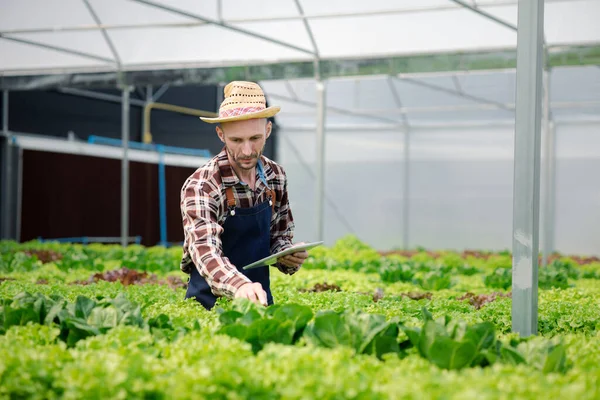 Bir adamın hidrofonik sebze bahçesi var. Restoranlarda, süpermarketlerde, organik sebzelerde toptan hidroponik sebzeler yetiştiriyor. Hidroponik konseptinde sebze yetiştiren yeni nesiller.