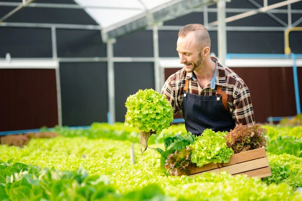 A man owns a hydroponic vegetable garden, he grows wholesale hydroponic vegetables in restaurants and supermarkets, organic vegetables. new generations growing vegetables in hydroponics concept