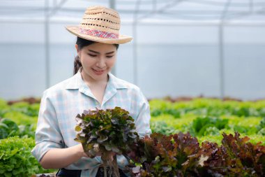 Çiftlikte hidroponik sebze toplayan bir kadın, restoranlarda ve süpermarketlerde toptan hidrofonik sebzeler yetiştiriyor, organik sebzeler yetiştiriyor. Hidroponik konseptinde sebze yetiştiren yeni nesiller