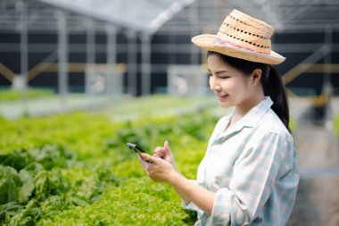 Kadın hidrofonik sebzelerin fotoğraflarını çekmek için telefon kullanıyor, restoranlarda ve süpermarketlerde toptan hidrofonik sebzeler yetiştiriyor, organik sebzeler yetiştiriyor. Hidroponik konseptinde sebze yetiştirmek.