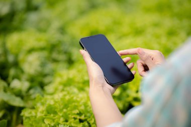 Hidroponik alanında cep telefonu tutan kişi, restoranlarda ve süpermarketlerde toptan hidrofonik sebzeler, organik sebzeler yetiştiriyor. Hidroponik konseptinde sebze yetiştiren yeni nesiller.