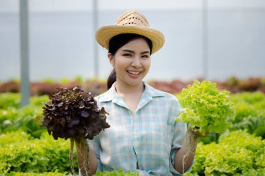 Hidroponik sebze çiftliğindeki kadın restoranlarda, süpermarketlerde, organik sebzelerde toptan hidrofonik sebzeler yetiştiriyor. Hidroponik konseptinde sebze yetiştiren yeni nesiller