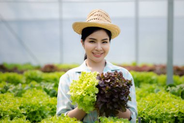 Hidroponik sebze çiftliğindeki kadın restoranlarda, süpermarketlerde, organik sebzelerde toptan hidrofonik sebzeler yetiştiriyor. Hidroponik konseptinde sebze yetiştiren yeni nesiller