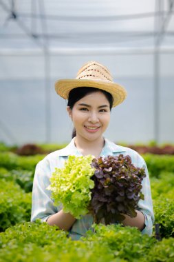 Hidroponik sebze çiftliğindeki kadın restoranlarda, süpermarketlerde, organik sebzelerde toptan hidrofonik sebzeler yetiştiriyor. Hidroponik konseptinde sebze yetiştiren yeni nesiller