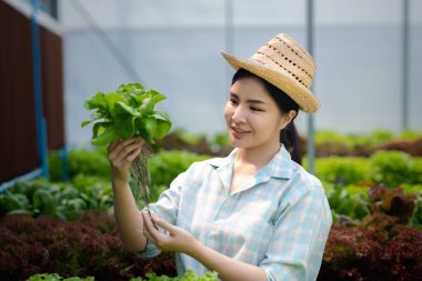Çiftlikte hidroponik sebze toplayan bir kadın, restoranlarda ve süpermarketlerde toptan hidrofonik sebzeler yetiştiriyor, organik sebzeler yetiştiriyor. Hidroponik konseptinde sebze yetiştiren yeni nesiller
