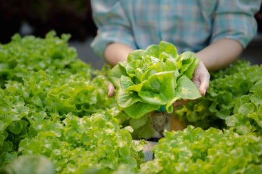 Hidroponik sebze çiftliğindeki kadın restoranlarda, süpermarketlerde, organik sebzelerde toptan hidrofonik sebzeler yetiştiriyor. Hidroponik konseptinde sebze yetiştiren yeni nesiller