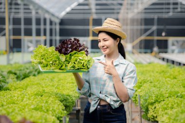 Çiftlikte hidroponik sebze toplayan bir kadın, restoranlarda ve süpermarketlerde toptan hidrofonik sebzeler yetiştiriyor, organik sebzeler yetiştiriyor. Hidroponik konseptinde sebze yetiştiren yeni nesiller