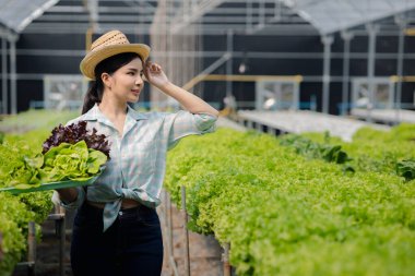 Çiftlikte hidroponik sebze toplayan bir kadın, restoranlarda ve süpermarketlerde toptan hidrofonik sebzeler yetiştiriyor, organik sebzeler yetiştiriyor. Hidroponik konseptinde sebze yetiştiren yeni nesiller