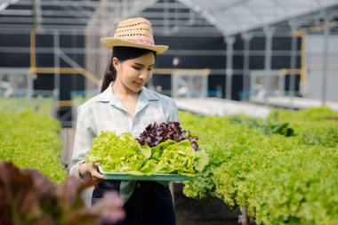 Çiftlikte hidroponik sebze toplayan bir kadın, restoranlarda ve süpermarketlerde toptan hidrofonik sebzeler yetiştiriyor, organik sebzeler yetiştiriyor. Hidroponik konseptinde sebze yetiştiren yeni nesiller