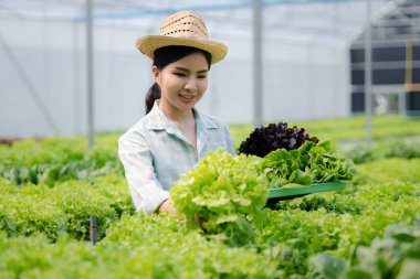 Çiftlikte hidroponik sebze toplayan bir kadın, restoranlarda ve süpermarketlerde toptan hidrofonik sebzeler yetiştiriyor, organik sebzeler yetiştiriyor. Hidroponik konseptinde sebze yetiştiren yeni nesiller