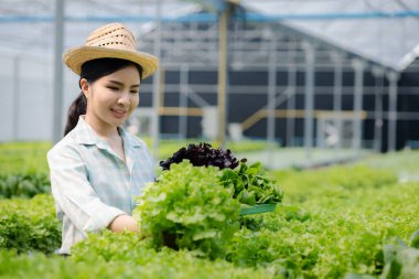 Çiftlikte hidroponik sebze toplayan bir kadın, restoranlarda ve süpermarketlerde toptan hidrofonik sebzeler yetiştiriyor, organik sebzeler yetiştiriyor. Hidroponik konseptinde sebze yetiştiren yeni nesiller