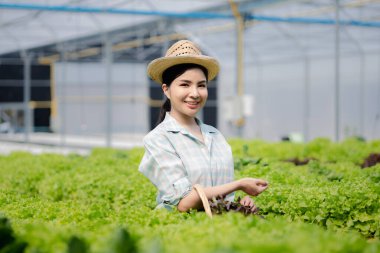 Çiftlikte hidroponik sebze toplayan bir kadın, restoranlarda ve süpermarketlerde toptan hidrofonik sebzeler yetiştiriyor, organik sebzeler yetiştiriyor. Hidroponik konseptinde sebze yetiştiren yeni nesiller