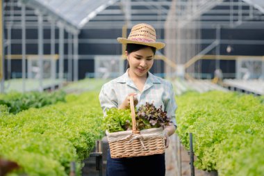 Çiftlikte hidroponik sebze toplayan bir kadın, restoranlarda ve süpermarketlerde toptan hidrofonik sebzeler yetiştiriyor, organik sebzeler yetiştiriyor. Hidroponik konseptinde sebze yetiştiren yeni nesiller