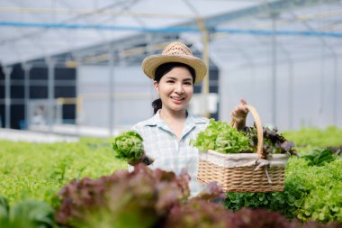 Çiftlikte hidroponik sebze toplayan bir kadın, restoranlarda ve süpermarketlerde toptan hidrofonik sebzeler yetiştiriyor, organik sebzeler yetiştiriyor. Hidroponik konseptinde sebze yetiştiren yeni nesiller