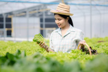 Çiftlikte hidroponik sebze toplayan bir kadın, restoranlarda ve süpermarketlerde toptan hidrofonik sebzeler yetiştiriyor, organik sebzeler yetiştiriyor. Hidroponik konseptinde sebze yetiştiren yeni nesiller