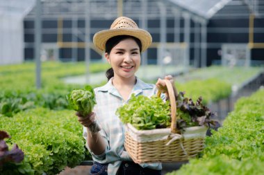 Çiftlikte hidroponik sebze toplayan bir kadın, restoranlarda ve süpermarketlerde toptan hidrofonik sebzeler yetiştiriyor, organik sebzeler yetiştiriyor. Hidroponik konseptinde sebze yetiştiren yeni nesiller
