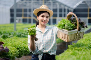 Çiftlikte hidroponik sebze toplayan bir kadın, restoranlarda ve süpermarketlerde toptan hidrofonik sebzeler yetiştiriyor, organik sebzeler yetiştiriyor. Hidroponik konseptinde sebze yetiştiren yeni nesiller
