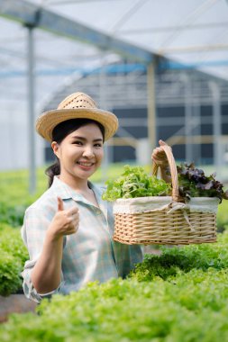 Çiftlikte hidroponik sebze toplayan bir kadın, restoranlarda ve süpermarketlerde toptan hidrofonik sebzeler yetiştiriyor, organik sebzeler yetiştiriyor. Hidroponik konseptinde sebze yetiştiren yeni nesiller
