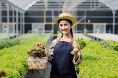 Hidroponik sebze çiftliğindeki kadın restoranlarda, süpermarketlerde, organik sebzelerde toptan hidrofonik sebzeler yetiştiriyor. Hidroponik konseptinde sebze yetiştiren yeni nesiller