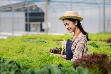 Hidroponik sebze çiftliğindeki kadın restoranlarda, süpermarketlerde, organik sebzelerde toptan hidrofonik sebzeler yetiştiriyor. Hidroponik konseptinde sebze yetiştiren yeni nesiller
