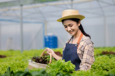 Hidroponik sebze çiftliğindeki kadın restoranlarda, süpermarketlerde, organik sebzelerde toptan hidrofonik sebzeler yetiştiriyor. Hidroponik konseptinde sebze yetiştiren yeni nesiller