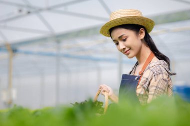 Hidroponik sebze çiftliğindeki kadın restoranlarda, süpermarketlerde, organik sebzelerde toptan hidrofonik sebzeler yetiştiriyor. Hidroponik konseptinde sebze yetiştiren yeni nesiller