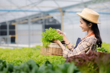 Hidroponik sebze çiftliğindeki kadın restoranlarda, süpermarketlerde, organik sebzelerde toptan hidrofonik sebzeler yetiştiriyor. Hidroponik konseptinde sebze yetiştiren yeni nesiller