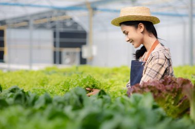 Hidroponik sebze çiftliğindeki kadın restoranlarda, süpermarketlerde, organik sebzelerde toptan hidrofonik sebzeler yetiştiriyor. Hidroponik konseptinde sebze yetiştiren yeni nesiller