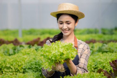 Hidroponik sebze çiftliğindeki kadın restoranlarda, süpermarketlerde, organik sebzelerde toptan hidrofonik sebzeler yetiştiriyor. Hidroponik konseptinde sebze yetiştiren yeni nesiller