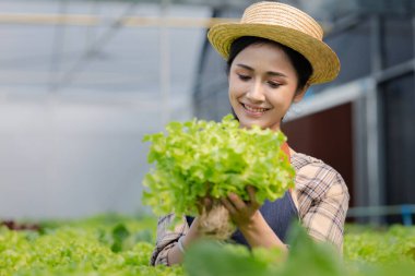 Hidroponik sebze çiftliğindeki kadın restoranlarda, süpermarketlerde, organik sebzelerde toptan hidrofonik sebzeler yetiştiriyor. Hidroponik konseptinde sebze yetiştiren yeni nesiller