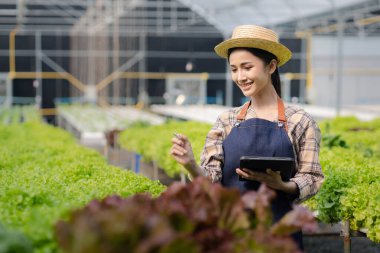 Hidroponik alanında tableti tutan kadın bahçıvan restoranlarda, süpermarketlerde ve organik sebzelerde toptan hidrofonik sebzeler yetiştiriyor. Hidroponik konseptinde sebze yetiştirmek.