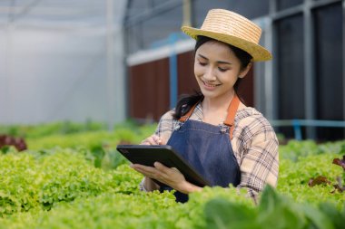 Hidroponik alanında tableti tutan kadın bahçıvan restoranlarda, süpermarketlerde ve organik sebzelerde toptan hidrofonik sebzeler yetiştiriyor. Hidroponik konseptinde sebze yetiştirmek.
