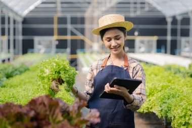 Hidroponik alanında tableti tutan kadın bahçıvan restoranlarda, süpermarketlerde ve organik sebzelerde toptan hidrofonik sebzeler yetiştiriyor. Hidroponik konseptinde sebze yetiştirmek.