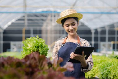 Hidroponik alanında tableti tutan kadın bahçıvan restoranlarda, süpermarketlerde ve organik sebzelerde toptan hidrofonik sebzeler yetiştiriyor. Hidroponik konseptinde sebze yetiştirmek.