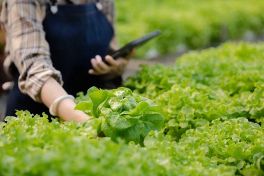 Hidroponik sebze çiftliğindeki kadın restoranlarda, süpermarketlerde, organik sebzelerde toptan hidrofonik sebzeler yetiştiriyor. Hidroponik konseptinde sebze yetiştiren yeni nesiller