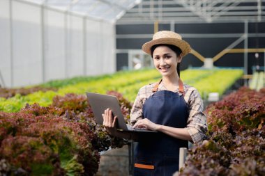 Hidroponik sebze çiftliğindeki kadın restoranlarda, süpermarketlerde, organik sebzelerde toptan hidrofonik sebzeler yetiştiriyor. Hidroponik konseptinde sebze yetiştiren yeni nesiller