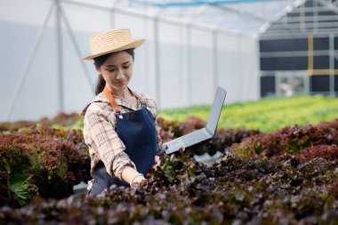 Hidroponik alanında dizüstü bilgisayar tutan bir bahçıvan kadın restoranlarda, süpermarketlerde, organik sebzelerde toptan hidrofonik sebzeler yetiştiriyor. Hidroponik konseptinde sebze yetiştirmek.