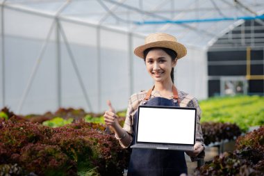 Hidroponik alanında dizüstü bilgisayar tutan bir bahçıvan kadın restoranlarda, süpermarketlerde, organik sebzelerde toptan hidrofonik sebzeler yetiştiriyor. Hidroponik konseptinde sebze yetiştirmek.