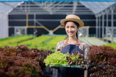 Hidroponik sebze çiftliğindeki kadın restoranlarda, süpermarketlerde, organik sebzelerde toptan hidrofonik sebzeler yetiştiriyor. Hidroponik konseptinde sebze yetiştiren yeni nesiller