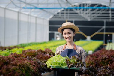 Hidroponik sebze çiftliğindeki kadın restoranlarda, süpermarketlerde, organik sebzelerde toptan hidrofonik sebzeler yetiştiriyor. Hidroponik konseptinde sebze yetiştiren yeni nesiller