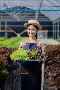 Hidroponik sebze çiftliğindeki kadın restoranlarda, süpermarketlerde, organik sebzelerde toptan hidrofonik sebzeler yetiştiriyor. Hidroponik konseptinde sebze yetiştiren yeni nesiller