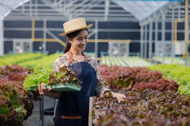 Hidroponik sebze çiftliğindeki kadın restoranlarda, süpermarketlerde, organik sebzelerde toptan hidrofonik sebzeler yetiştiriyor. Hidroponik konseptinde sebze yetiştiren yeni nesiller
