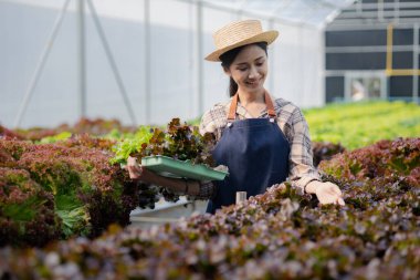 Hidroponik sebze çiftliğindeki kadın restoranlarda, süpermarketlerde, organik sebzelerde toptan hidrofonik sebzeler yetiştiriyor. Hidroponik konseptinde sebze yetiştiren yeni nesiller