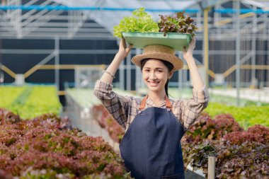 Hidroponik sebze çiftliğindeki kadın restoranlarda, süpermarketlerde, organik sebzelerde toptan hidrofonik sebzeler yetiştiriyor. Hidroponik konseptinde sebze yetiştiren yeni nesiller